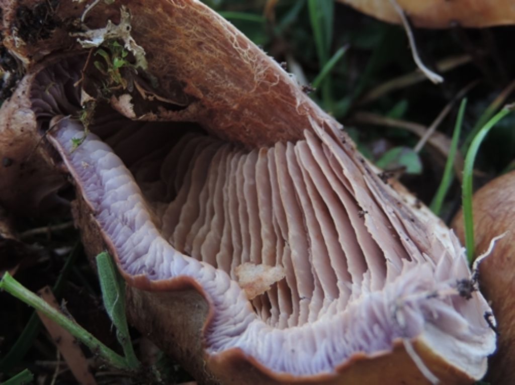 Cortinarius di faggio